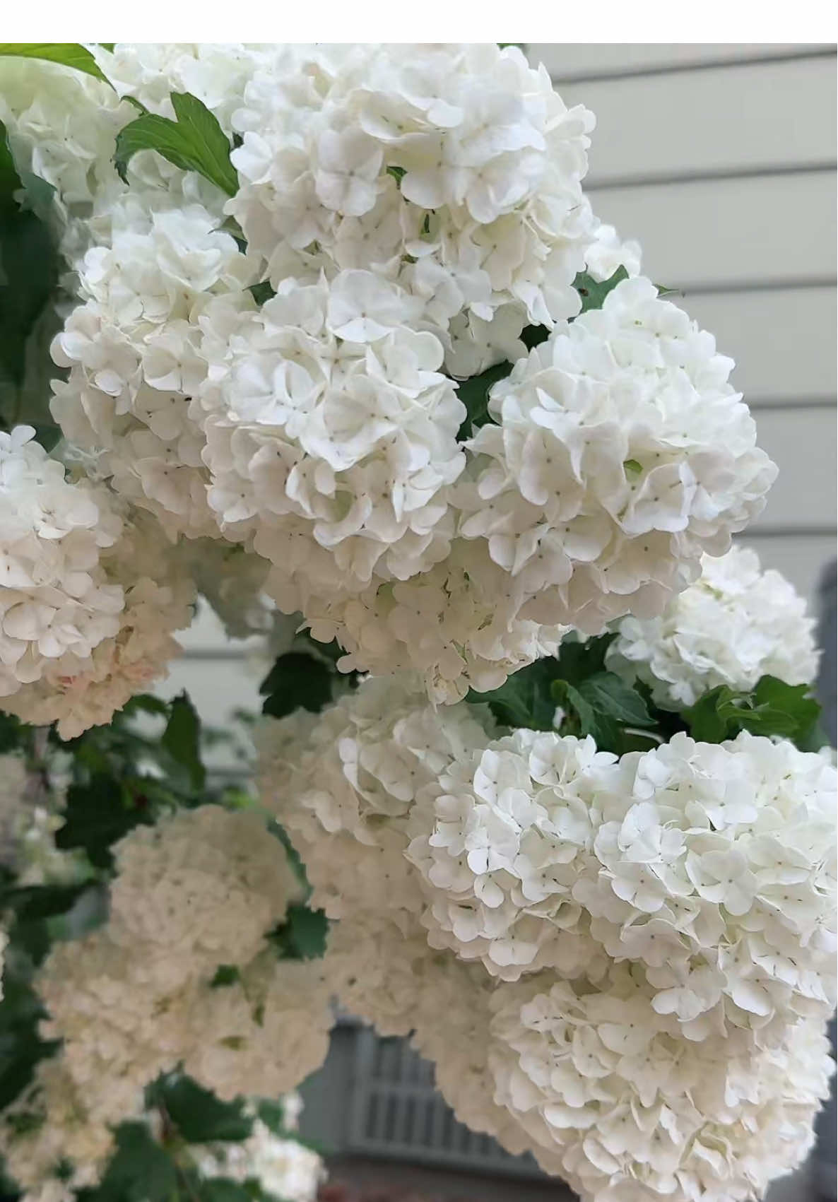 #Flowers#Summer#summervibes#Tiktok#fyp#fyppppppppppppppppppppppp#foryoupage❤️❤️#USA# #goviral#goviralgo#viralvideo# #tiktokviral#