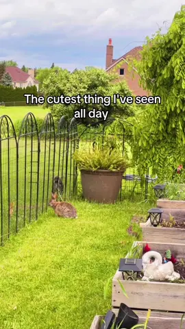 Mama and baby  #garden #gardenbun #bunnies #mama #babybunnies #socute #fyp #cuteanimals #michigan #foryoupage 