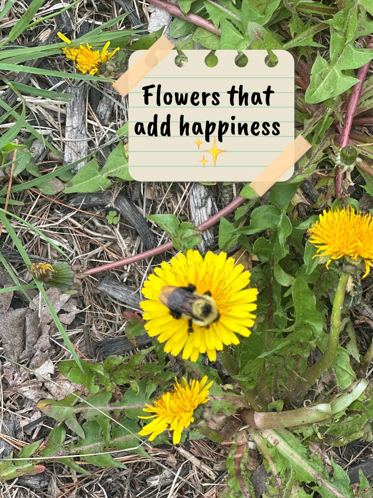 #flowersthataddhappiness #join #fyp #Love #joy i#insightful 