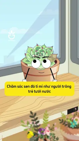 Chăm sóc sen đá như chăm con nhỏ #oldgarden #senda #succulent #oldgardenshop #fyp #foryoupage#senda #foryoupage❤️❤️ #foryoupage❤️❤️❤️foryou💞💞💜viral💕foryou💘💞 #SENDA