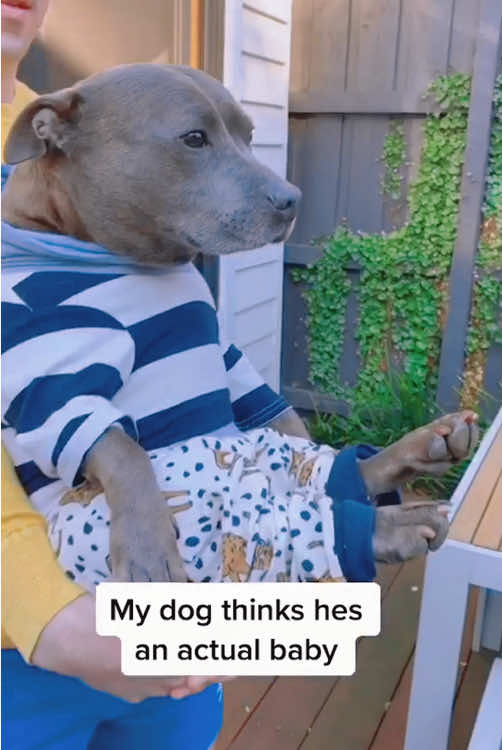 My dog thinks he’s an actual baby 🤣😂#cutedog #fyp #funnydog #funnypets #lovedogs #puppy 