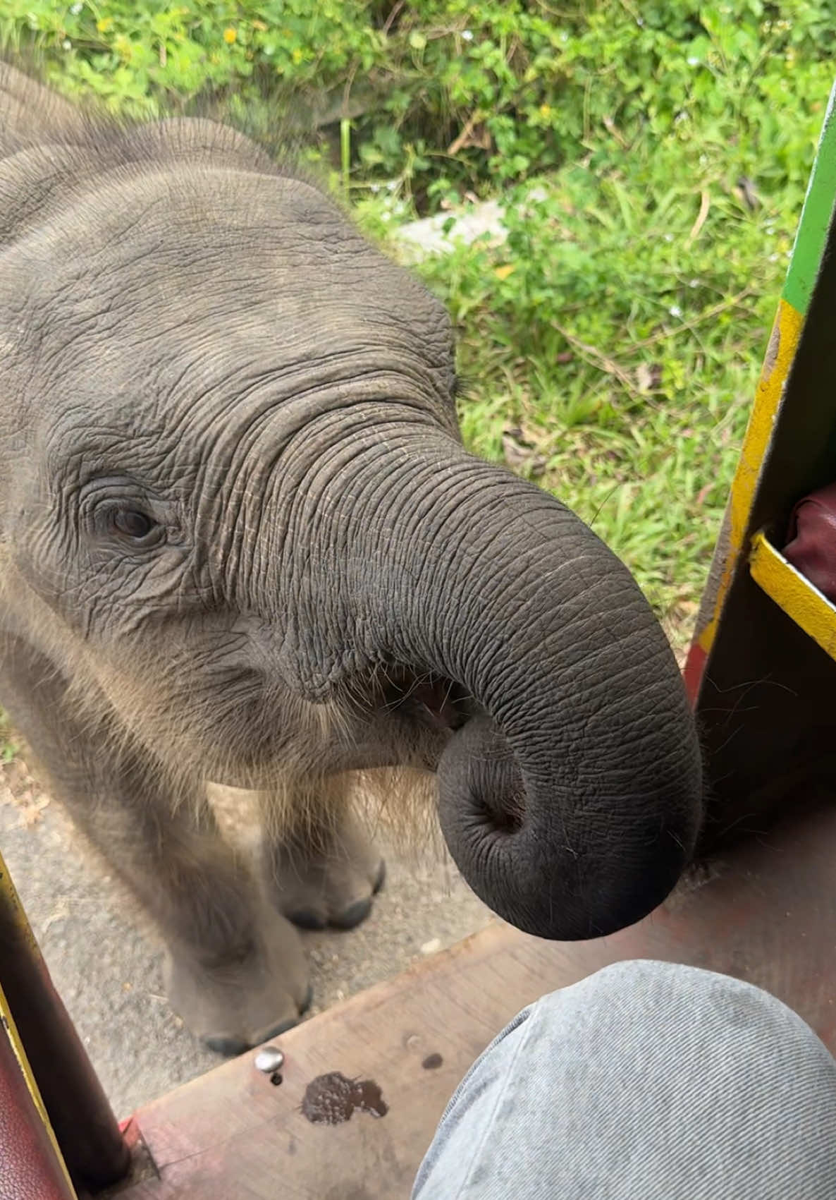 baby nisa & mom ♥️🐘 #gajah #anakgajah #anakgajahcore