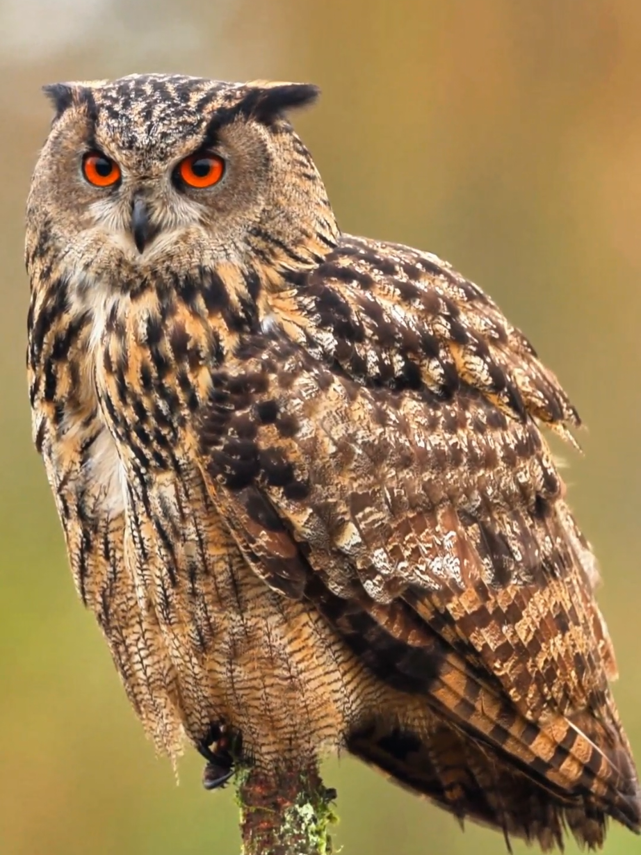 Its head spins 360°, its cry sounds like a scream... Nature's very own 'horror movie protagonist' has arrived! This raptor specializes in horror film sound effects—the undisputed King of the Night! The Eurasian Eagle-Owl (Bubo bubo) is one of the largest and most powerful owl species in the world. With striking orange eyes, prominent ear tufts, and a wingspan reaching up to 6.5 feet (2 meters), this nocturnal predator dominates forests, mountains, and rocky landscapes across Europe and Asia. Known for its deep, resonant 