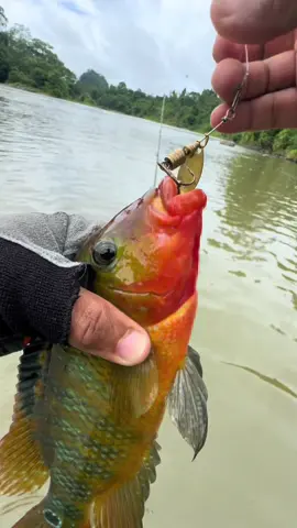 Captura d eun hermoso Bante con cucharilla Canbra número 2 dorada #Canbra #pesca #ecuador #señueloscanbra #CucharillaCanbra #SeñuelosCanbra 