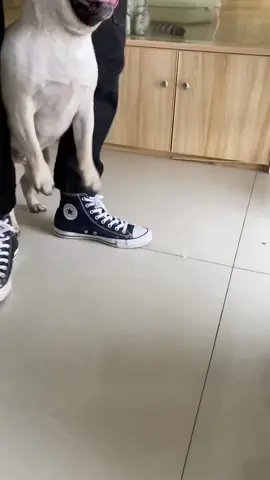 Funny dog vs medicine 😂😂😂#funny #funnyvideo #animal #dog 