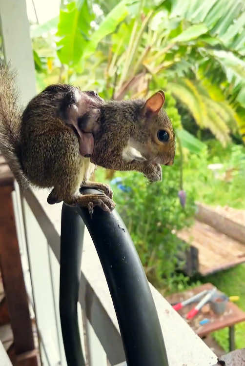 Red a squirrel with mange #rescue #animals #rescuesquirrel #animals #animalsoftiktok #squirrel 