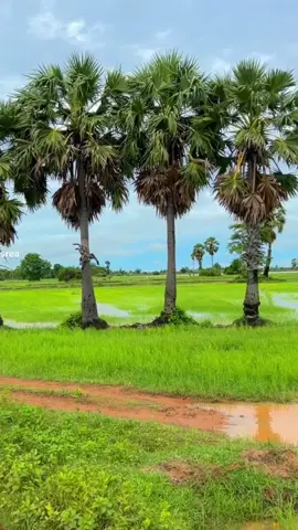 បាននៅក្រុង ប្ដូរចរឹក#😁#nooknookidol 