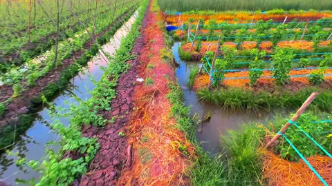 Sáng thức sớm Về quê tui chơi chỉ thấy ghe với ghe#chilltiengiang #canhdepvungque #hoanghon