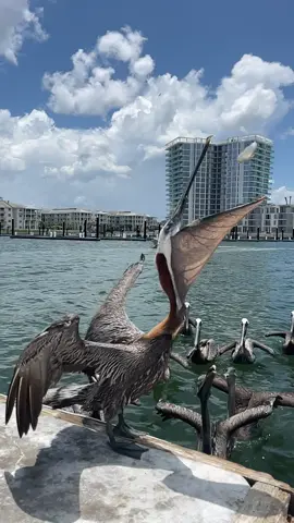 a strange bird is the pelican, his mouth can hold more than his belly can #florida #Outdoors #nature #oceanlife #ocean 
