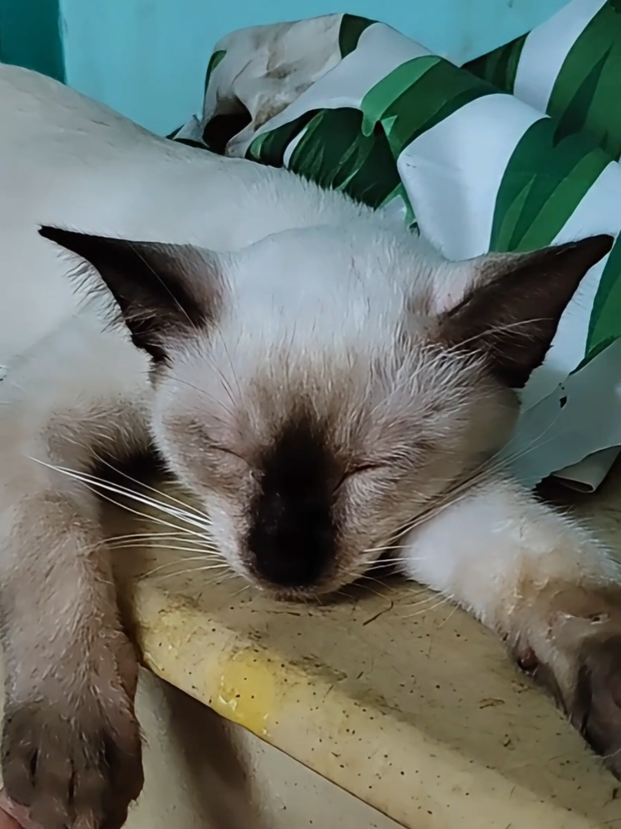 Sanaol talaga pusa anak😂 #tiktokph #tiktokphilippines #tiktok #fyp #foryou #foryoupage #catsoftiktok #cats #catlover #siamese #furmom #furbaby 