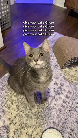 Sully says those are the words to the song @Inaba_churu #cattreats #catsoftiktok #cats #catcontent #cathumor #funnycat #catmom #cattok #catlover #funnypets 