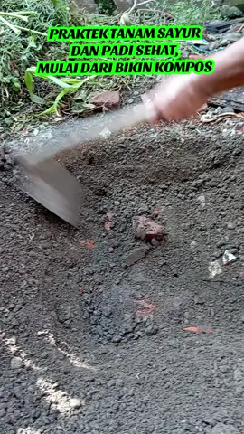 MENCOBA MENANAM SAYUR DAN PADI DI PEJARANGAN RUMAH. Mulai dari keyhole sebagai laboratorium experiment pupuk Made in sendiri. 