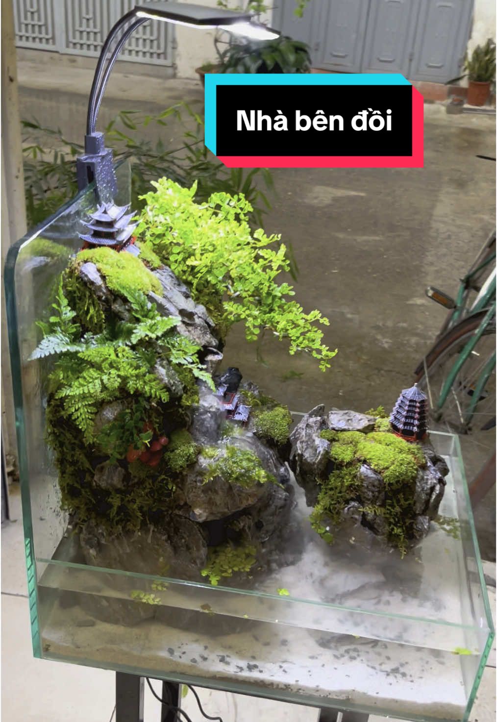 Nhà em ở lưng đồi #ngocaquadesign #taybac #sapa #becathuysinh #hagiang #paludarium 