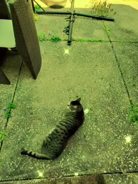 It's a Rolly Polly Flippy Whippy FANTASY... #CapCut #cat #cats #catsoftiktok #catcore #catbaby #kitty #kittycat #critter #creature #bean #goviral #conga #dance #dancer #dancing #groove #boogie #boogiedown #funky #shakeit #worm #caterpillar #bug #concrete #concretelife #groove #groovy #famous #star #fyp #fypシ 