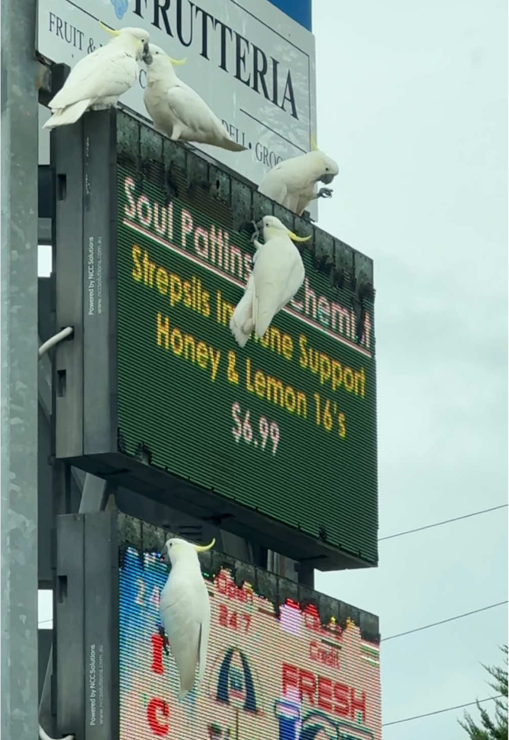 Meanwhile, in Australia, it’s lunchtime at the weekly Cocky Convention #cockatoo #thisisaustralia #aussie 