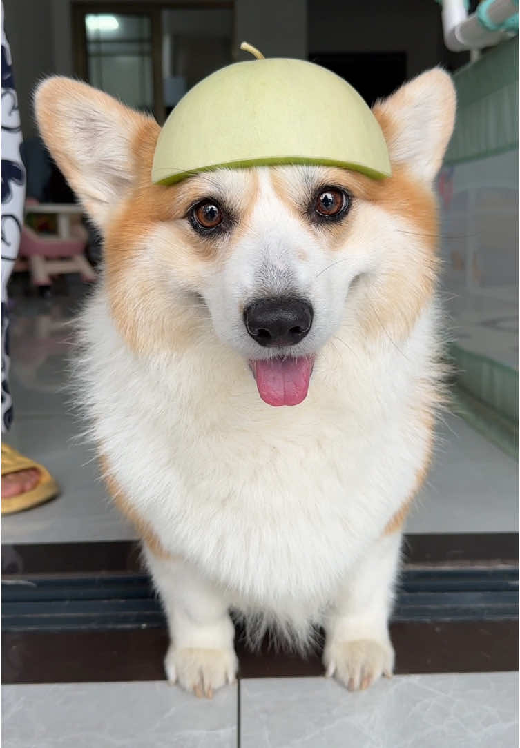 #dog #corgi #mypet 