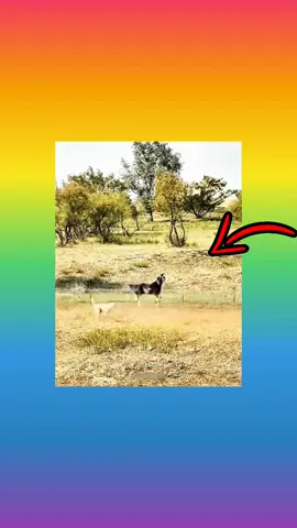 #funnyvideos #videosderisa  #kikkosatta #videoengracado  #quitaestres .