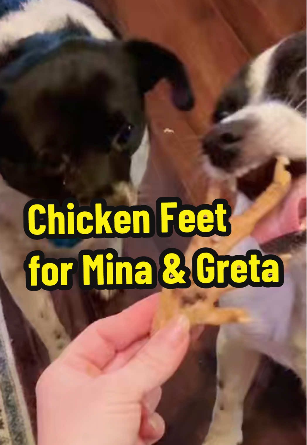Don’t let this deal pass you by! #ifyouknowyouknow dogs love chicken feet and with the #tiktokshop deals they are more affordable than ever 🙌🏻🙌🏻🙌🏻 #dealoftheday #dogmom #ratterrier #dogs #dogtreat #chickenfeet #madeinusa 