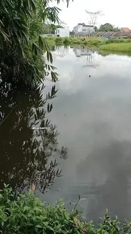 #mancingmania #mancing murah #mancingalas
