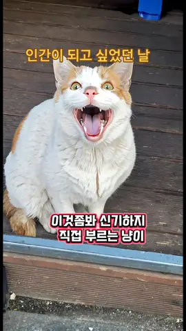 이것좀봐 신기하지 #ai #댄스 #춤 #재미 #dance #cat  #재밌는영상 #개꿀잼 #황당tv #황당티비  #이것좀봐 #고양이 