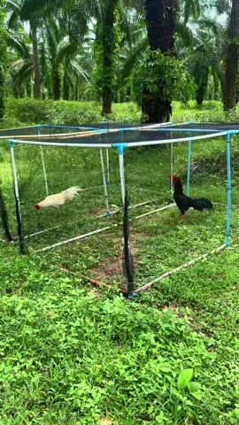 #ไก่ใต้ท่านขุน #ไก่เดือยภาคใต้ #ไก่ชนชุมพร #เสมาเพชร🏅 