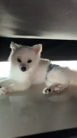 อย่ามายุ่งกะเวลางีบของน้อน😴#petlover #tiktok #น้อนน่ารัก 