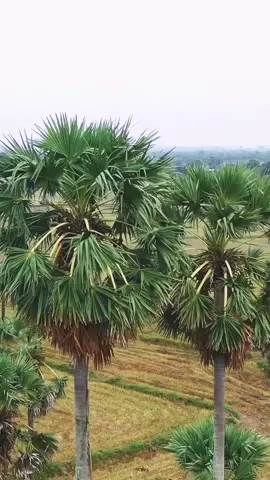 VIDEO CAMPAIGN: “Miền Biên Viễn” | FETISH BRAND 2025 Tự do bắt đầu từ những điều mộc mạc – là hơi thở của thiên nhiên, là chiều sâu văn hóa thầm lặng nơi biên viễn. Chiến dịch theo chân những cô gái trong hành trình khám phá An Giang, qua lăng kính thời trang để chạm đến vẻ đẹp nguyên sơ và bản sắc ẩn mình tinh tế trong kiến trúc, chất liệu và con người. Một hành trình lặng lẽ nhưng đầy rung cảm, nơi vẻ đẹp người phụ nữ hòa quyện cùng cội rễ văn hóa, được kể lại bằng ngôn ngữ của thời trang. #Fetishbrand #Angiang #Mienbienvien #Campaign  #langchamDaPhuoc #choChauDoc #VictoriaNuiSam #fyp 