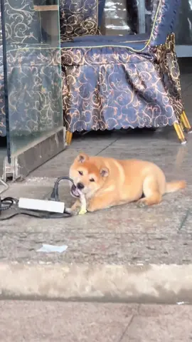 Nhai dây điện và cái kết #cutedog #nghiencunco #funnydog 
