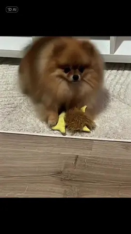 #CapCut 