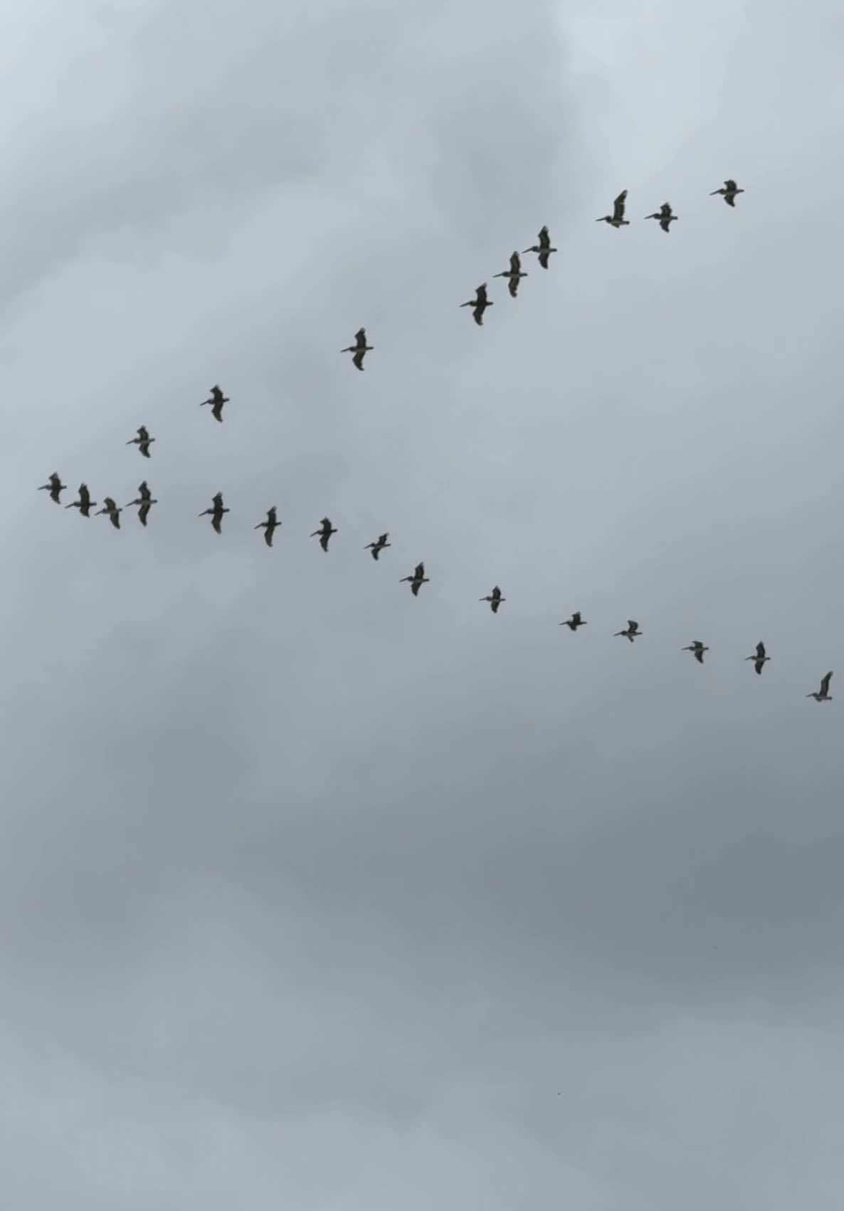 This was beautiful so I had to time it just right. This is a Pelican V formation. The leading bird in the V formation experiences increased wind resistance, while the birds following behind take advantage of the updraft created by the lead bird, reducing their energy expenditure. #fyp #flyingv #birds #beautiful #interesting #pelicans 