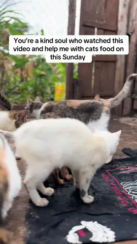 You’re a kind soul who watched this video and help me with cats food on this Sunday #fyp #help #catsoftiktok #tiktokviral #catslovers #views #rescuekittens #catrescue #view #cat #animalsoftiktok #kitten #shelter #PetsOfTikTok #pets 