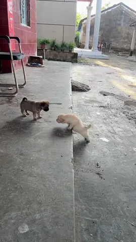 🥰😅😅😅 gầm mini😅#xuhuong #dog #xyzbca #sugardog #thucung #funny 