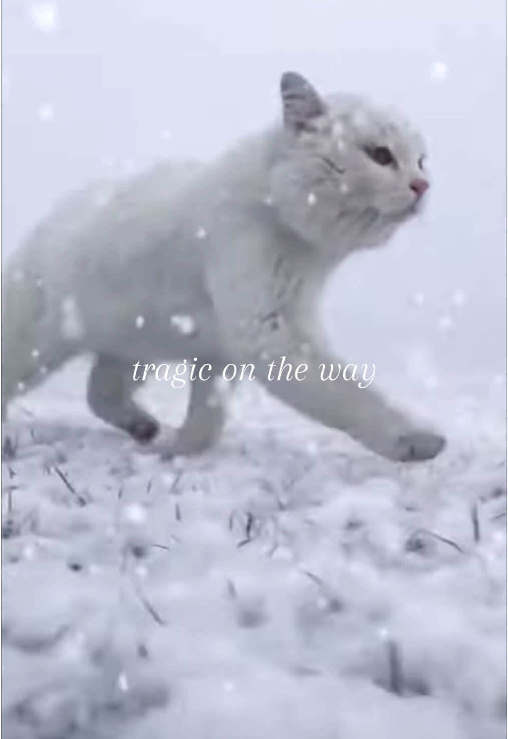 fuckass waster cat #bladee #gtbsg #dg #meow #ecco2k #thaiboydigital #yunglean 