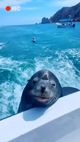 Sea lion.  #sealion #Sea #ocean #fish #fyp #f#for #forupage #foryoupage #foryoupageviral #foryoupage #treanding #trending #tiktoktürkiye #tiktok #tiktokphilippines #tiktokindia #tiktoknews #tiktokpakistan #tiktokviral #tiktok_india #tiktok #tiktok_india #tiktokviral #tiktokpakistan #1 #100k #1millionaudition #grow #growmyaccount #f 