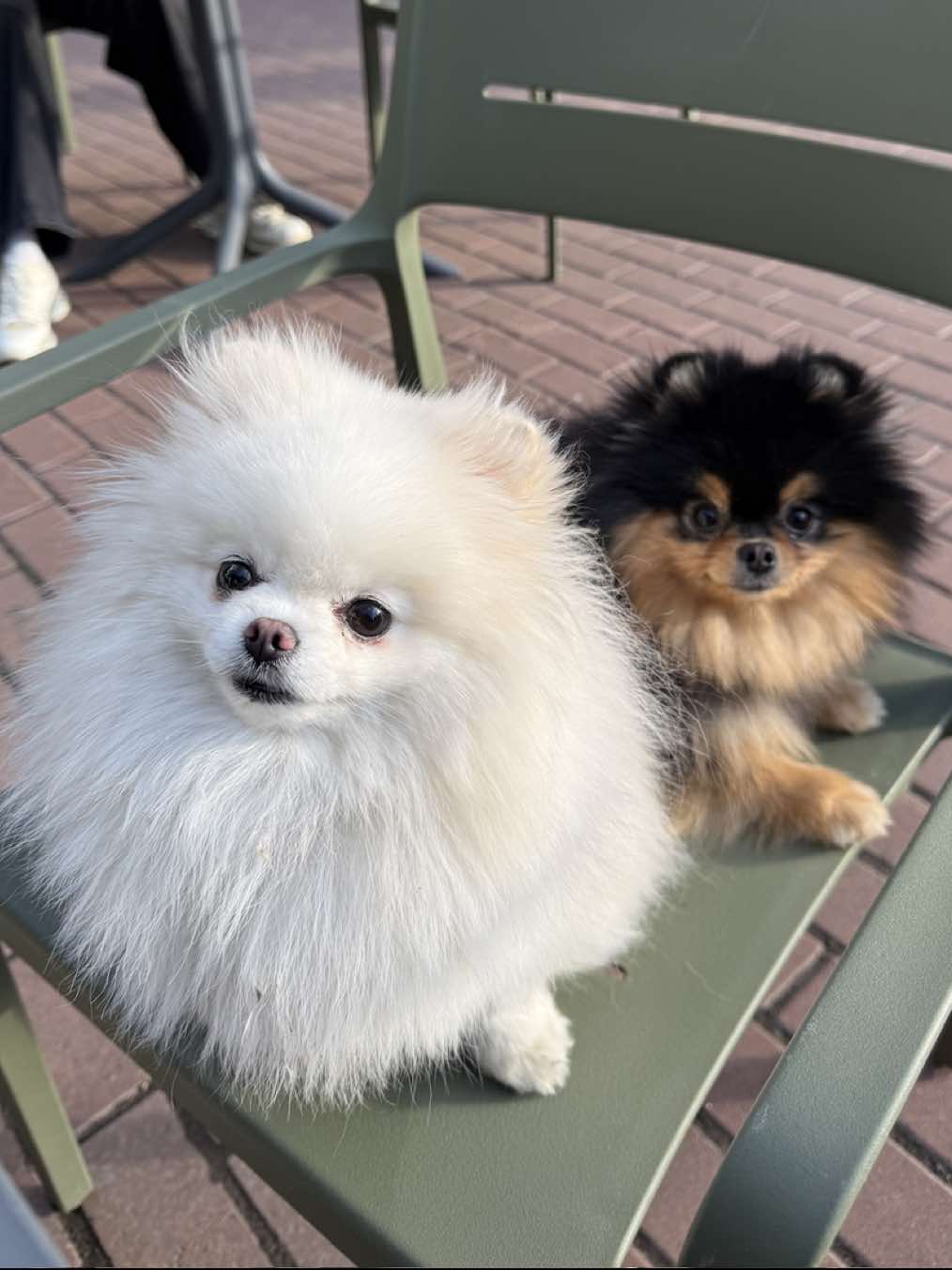 Inst: d.duvall_ #pomeranian #dogsoftiktok #wlw #українськийтікток 