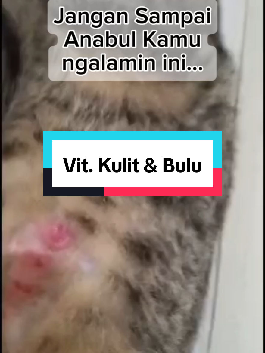 Ultima Balanced - Vitamin mencegah jamur dan mengatasi bulu rontok Anabul.  #dewaranggaofficial #vitaminkucing #cutecatrevolution #ultimabalanced #kucing #kucingsehat #kucingtiktok #limaanakkucing 