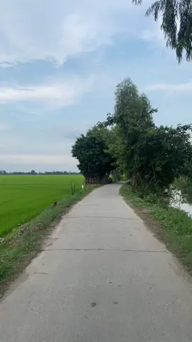 Đường về nhà…#xuhuong #canhdepthiennhien #songnuocmientay #canhdep #mientay #🌾🌾🌾 