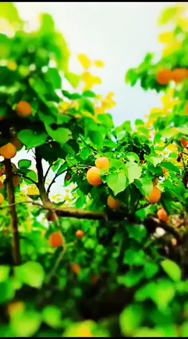 #🌹🌹 #yyyyyyyyyyyyyyyyyyyyyyyyyyyyyy #بقجات #✨💫 #ترسوس_تركيا_مرسين #🤍✨🦋 