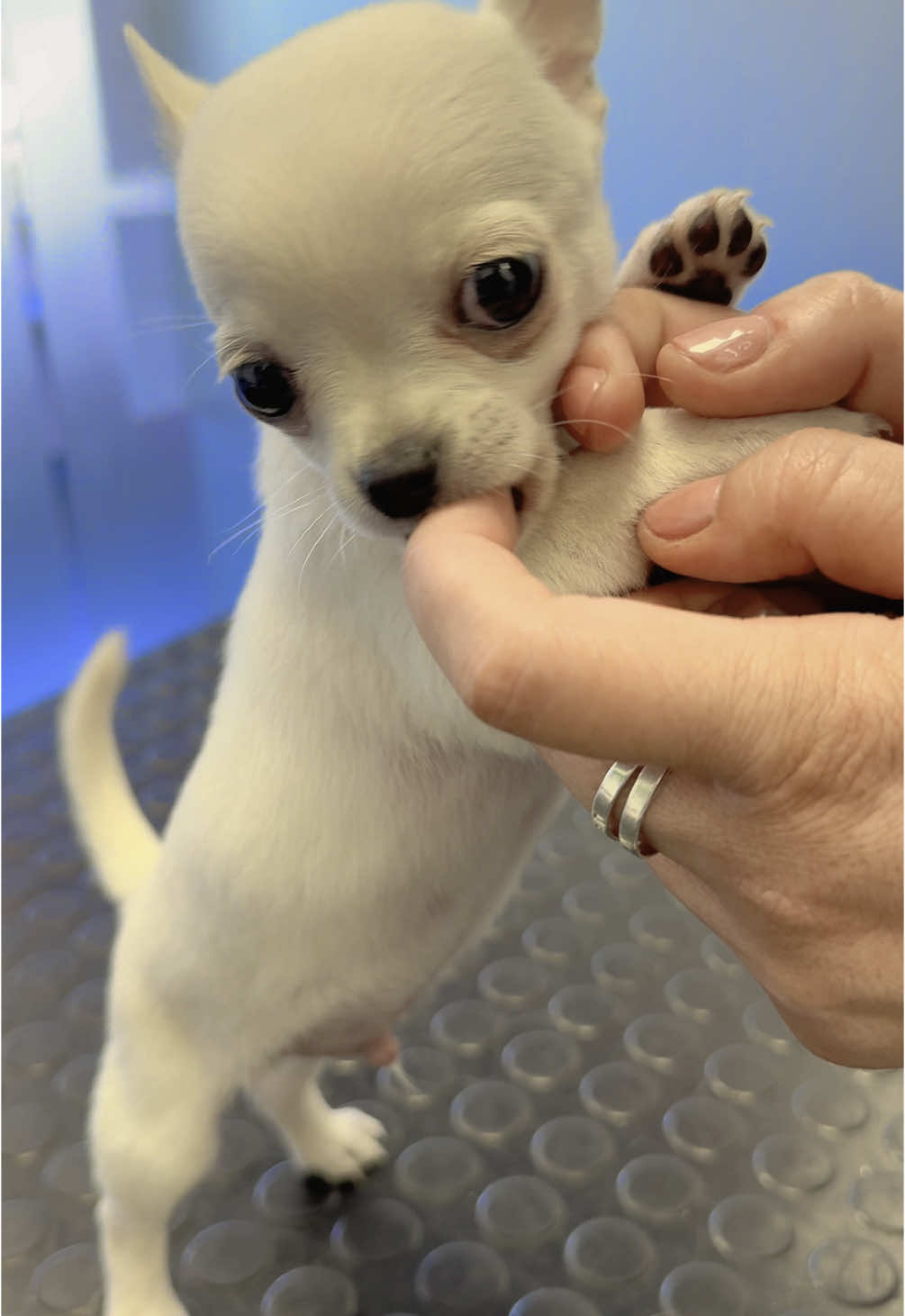 Pretty little chihuahua  #chiuahua #chiuahuapuppy #puppylife #puppylove #puppiesoftiktok #veterinary #veterinarylife #fyp #dog #dogsoftiktok 