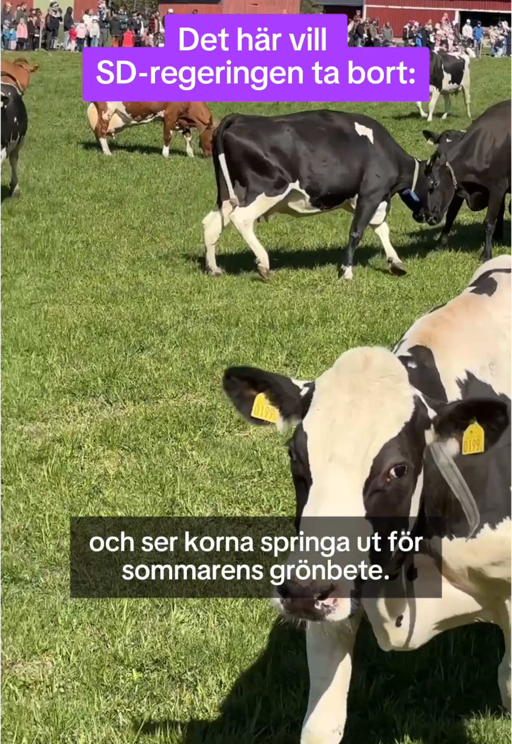 Ja - kor ska få beta! 🐮 #socialdemokraterna #svpol #s2026 #kosläpp 