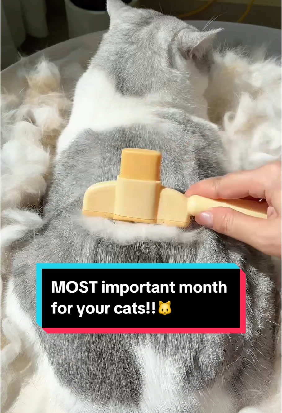 Get this One-Click Detangling Brush today for your cat! 🐈‍⬛