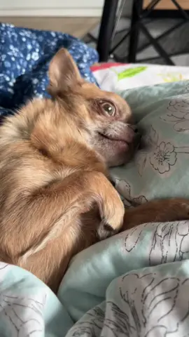 #chihuahua #chiuahua #chihuahuastiktok #chihuahuas #chihuahuafanclub 
