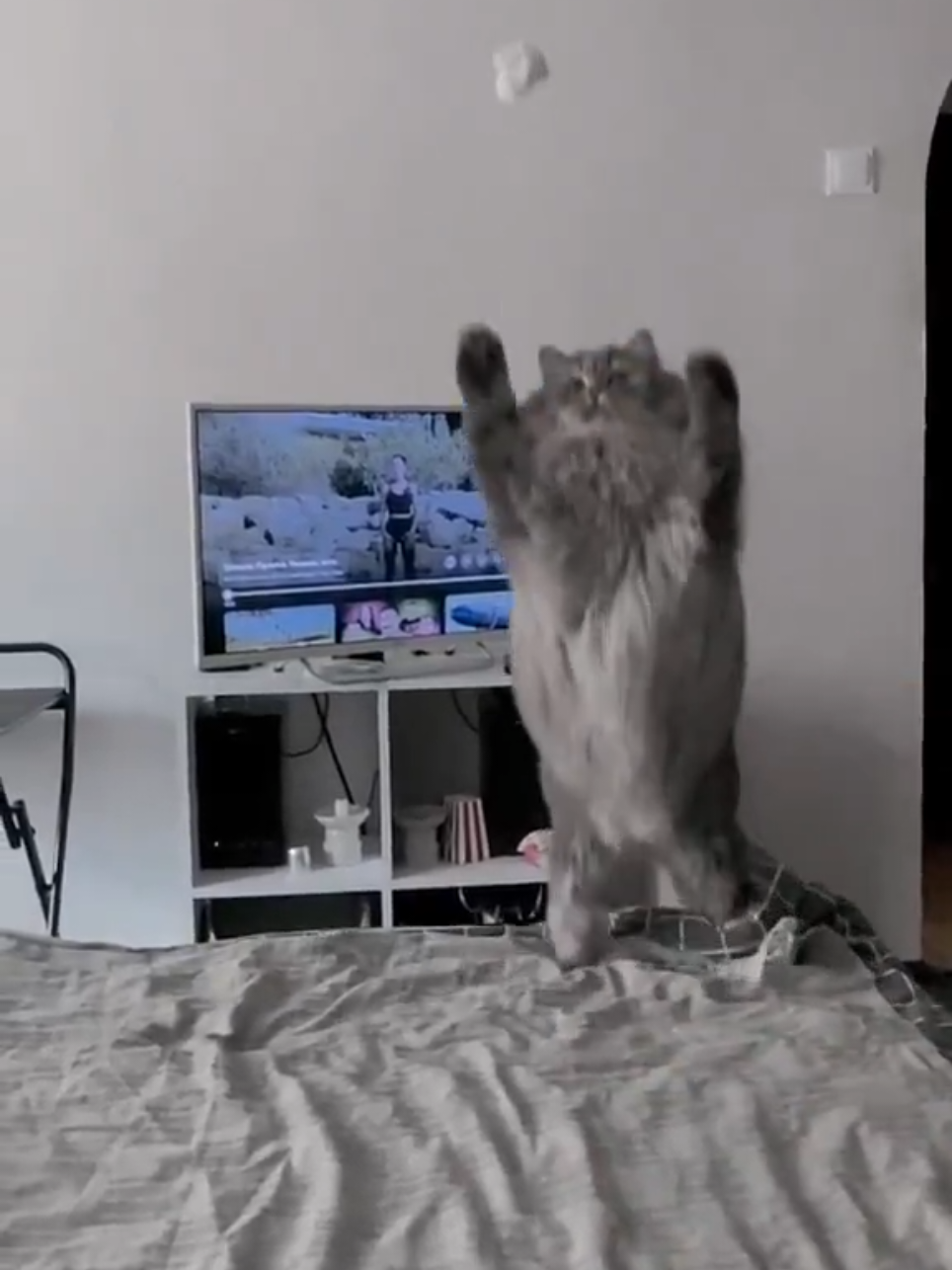 #viral_video #catlife #catvideos #cats #cats #kitten #ilovecats #cute #viral #fyp 