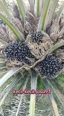 menunjukan potensi nya, menyala damimas #sawitontiktok  #damimas #sawitriau  #sawitkalimantan  #petanisawit  @Benih Unggul  @Muhammadsyawal DAMI MAS 