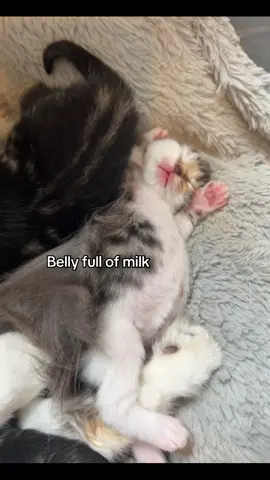 #fyp #cat #kittycat #kitten #milk #fy 