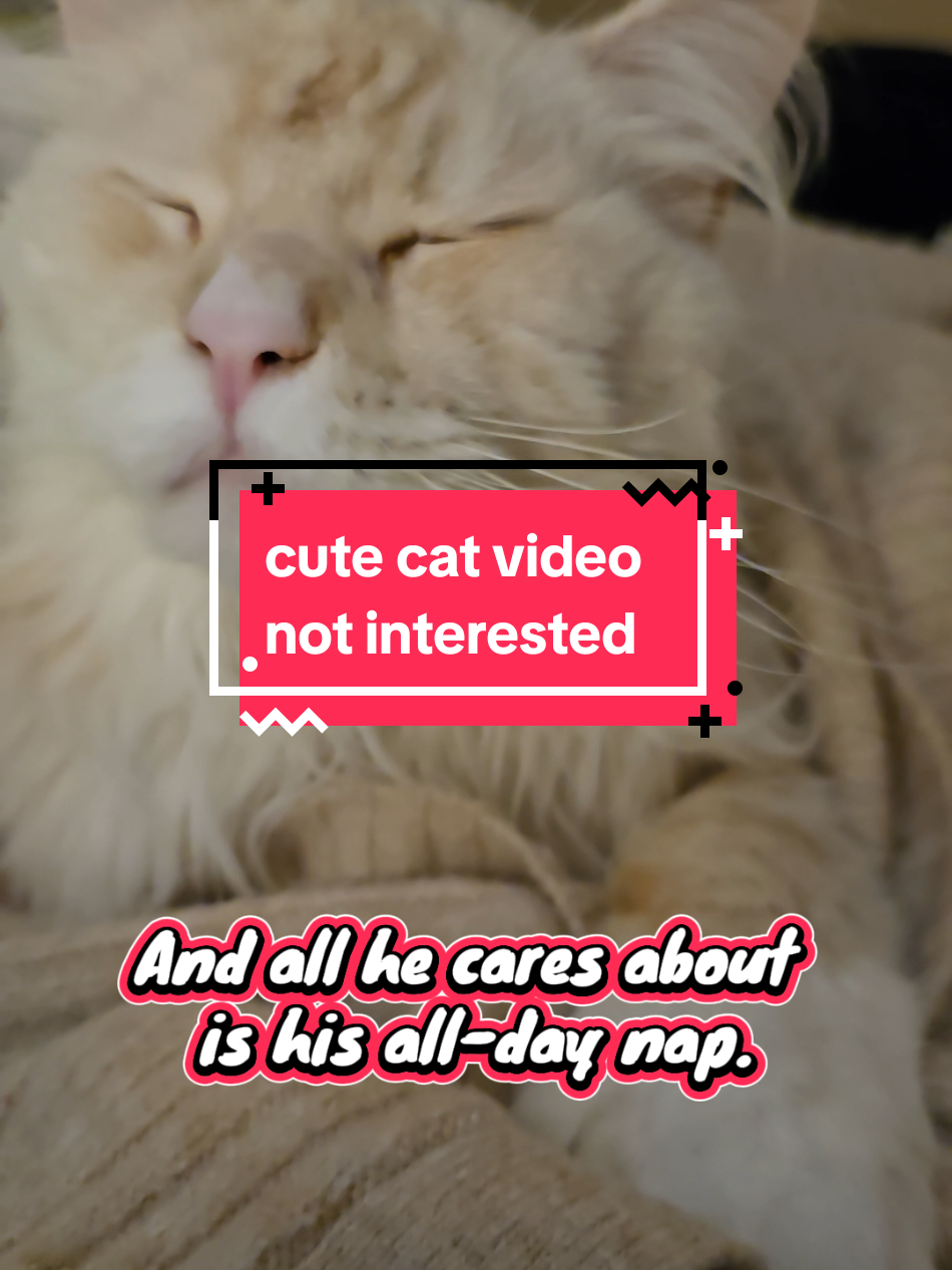 Reggie will sit on my lap after a bad day, but he does NOT  pretend to give a dang! Good thing he's a pretty cute cat!  #sirreginaldelton #mainecooncat #creatorsearchinsights #catscutevideos #cutecat #funnycat #funnycatvideo #cats #onthisday 