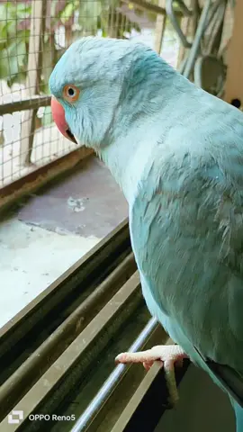#birdslove #funnyvideos #viralvideos #foryourpage #foryourpage 