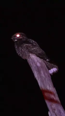 Cabak Kelabu / Cabak Hutan ➡️ Jungle Nightjar #burung #bird #kicau #kicaumania #foryou #foryoupage #fyp 