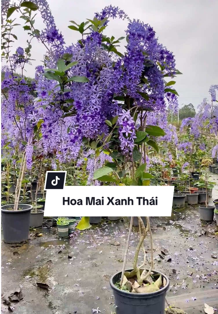 Hoa mai xanh thái - hoa nở quanh năm #hoaleo #hoaleogian #hoamaixanh #fyp #xuhuongtiktok 