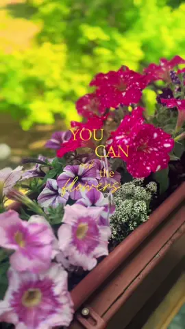 🌸💐🌷🌺🪻🪷🌹🌻🪷🌻 #flowers #balcony  #balconygarden #balconyflowers #jbglikes #spring #beautifulflowers 